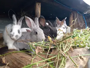 High Breed Rabbits