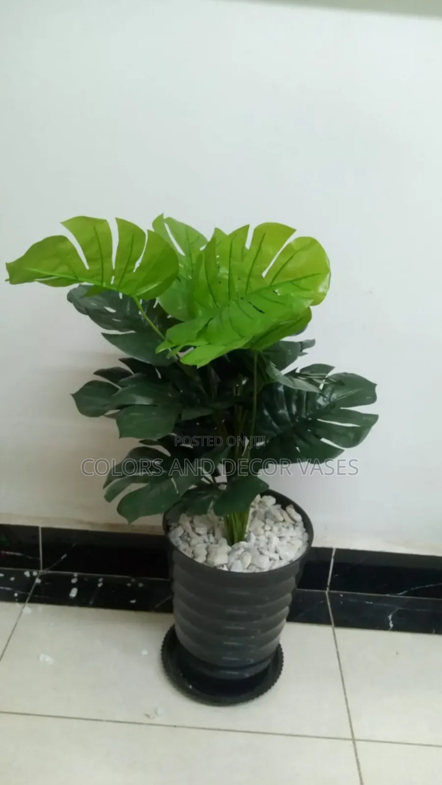 Monstera on Black Vase Plastic in Stock