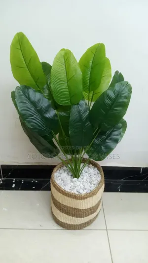 Banana Plant, Basket Size 10 Plus Stones Home Decor