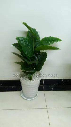 Green Plant, Decorative Stones in White Vase