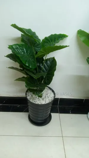 Green Plant, Black Vase, Decorative Stones in Stock