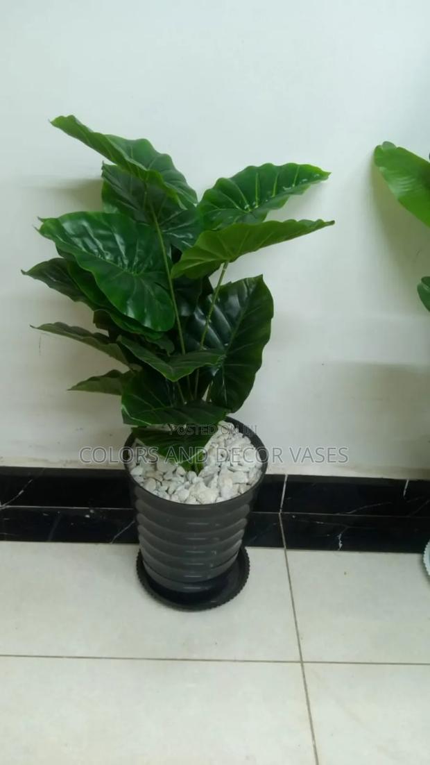 Green Plant, Black Vase, Decorative Stones in Stock