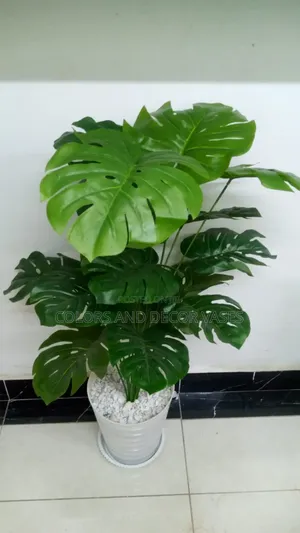 Big Monstera, Plastic Vase/Pebble Stones in Stock