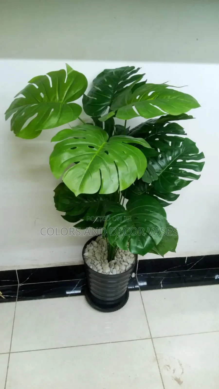 Monstera Long,Black Plastic Vase/ White Decorative Stones