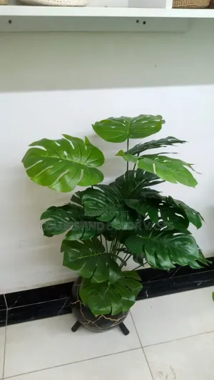 Calabash, Monstera and Decorative Stones