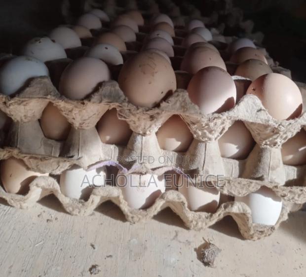 Improved Kienyeji Fertilized Eggs Available - thumbnail 3