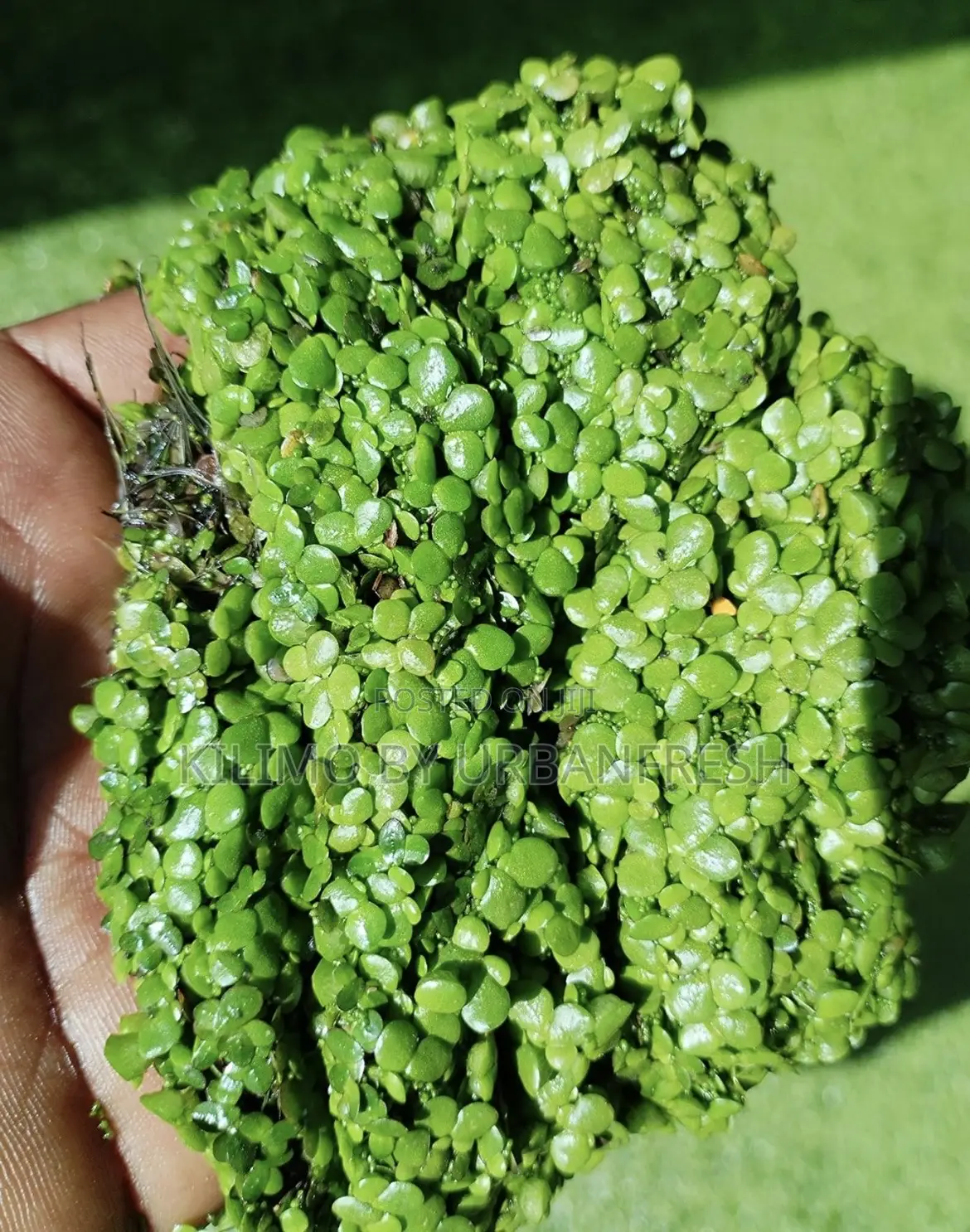Duck Weed Seeds