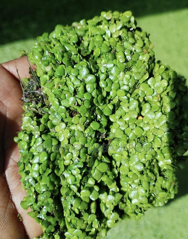 Duck Weed Seeds - main view