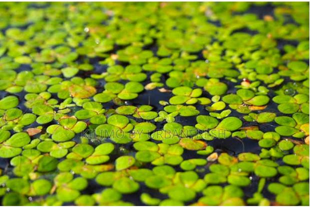 Duck Weed Seeds - thumbnail 2