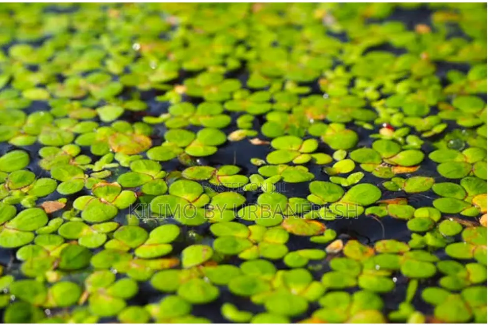 Duck Weed Seeds