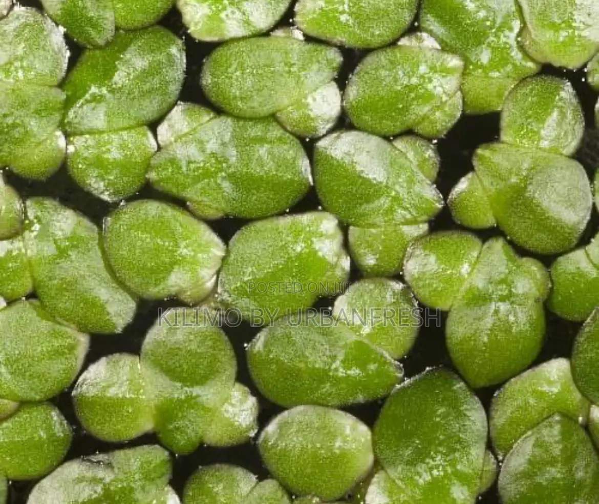 Duck Weed Seeds