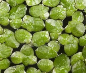 Duck Weed Seeds