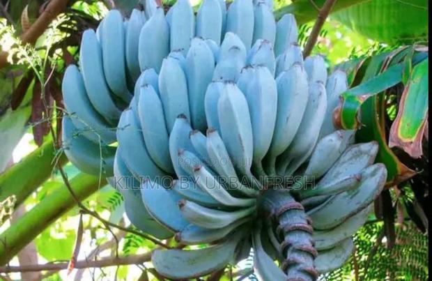 Java Blue Banana Planting Suckers / Seedlings. - thumbnail 2