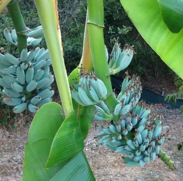 Java Blue Banana Planting Suckers / Seedlings. - main view