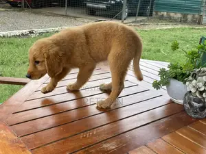 1-3 months Female Purebred Golden Retriever