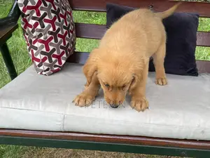 1-3 months Female Purebred Golden Retriever