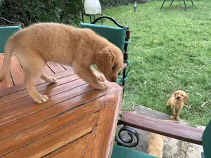 1-3 months Female Purebred Golden Retriever
