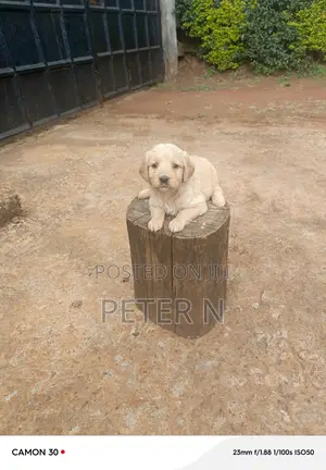1-3 months Female Purebred Golden Retriever