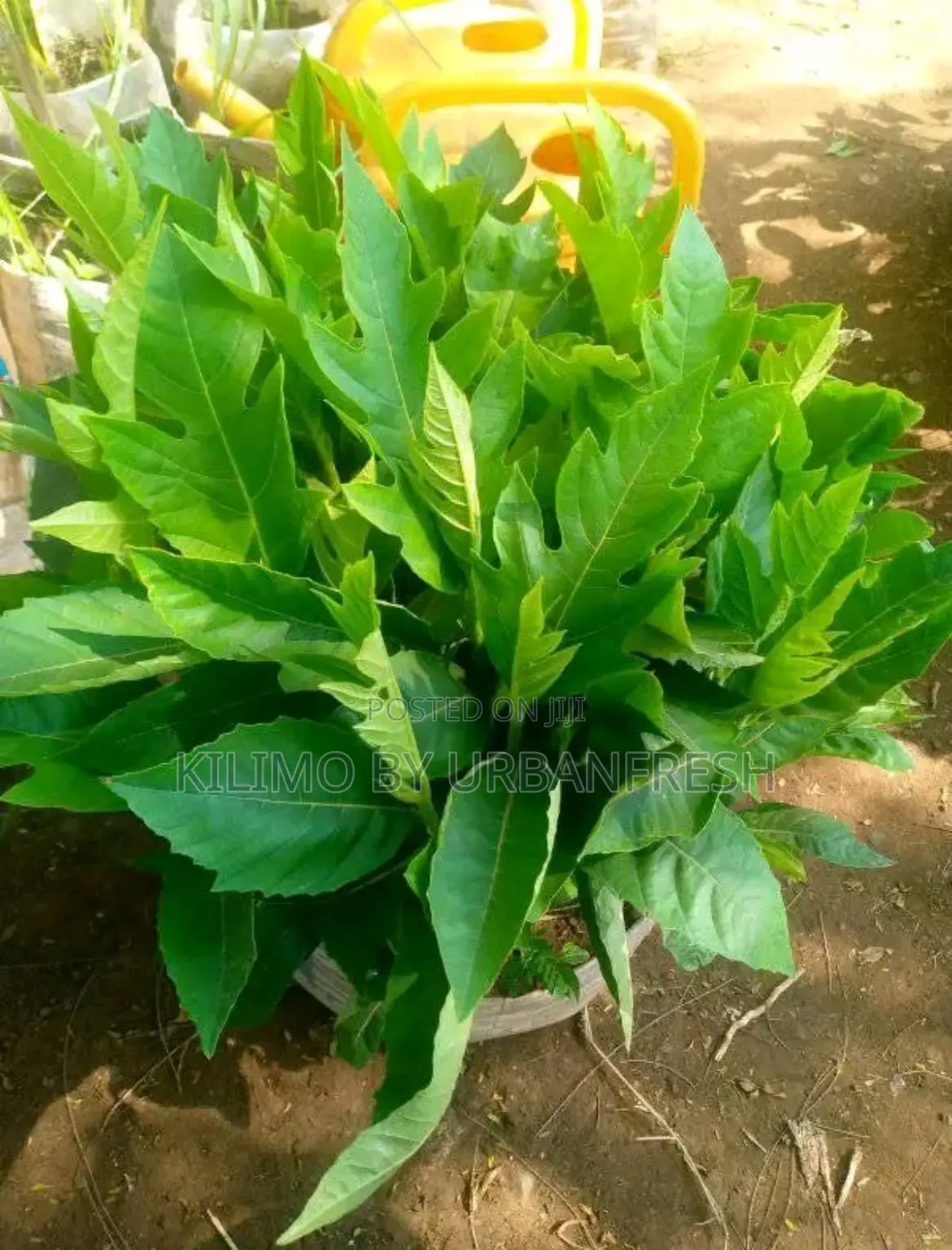 Bread Fruit Seedlings
