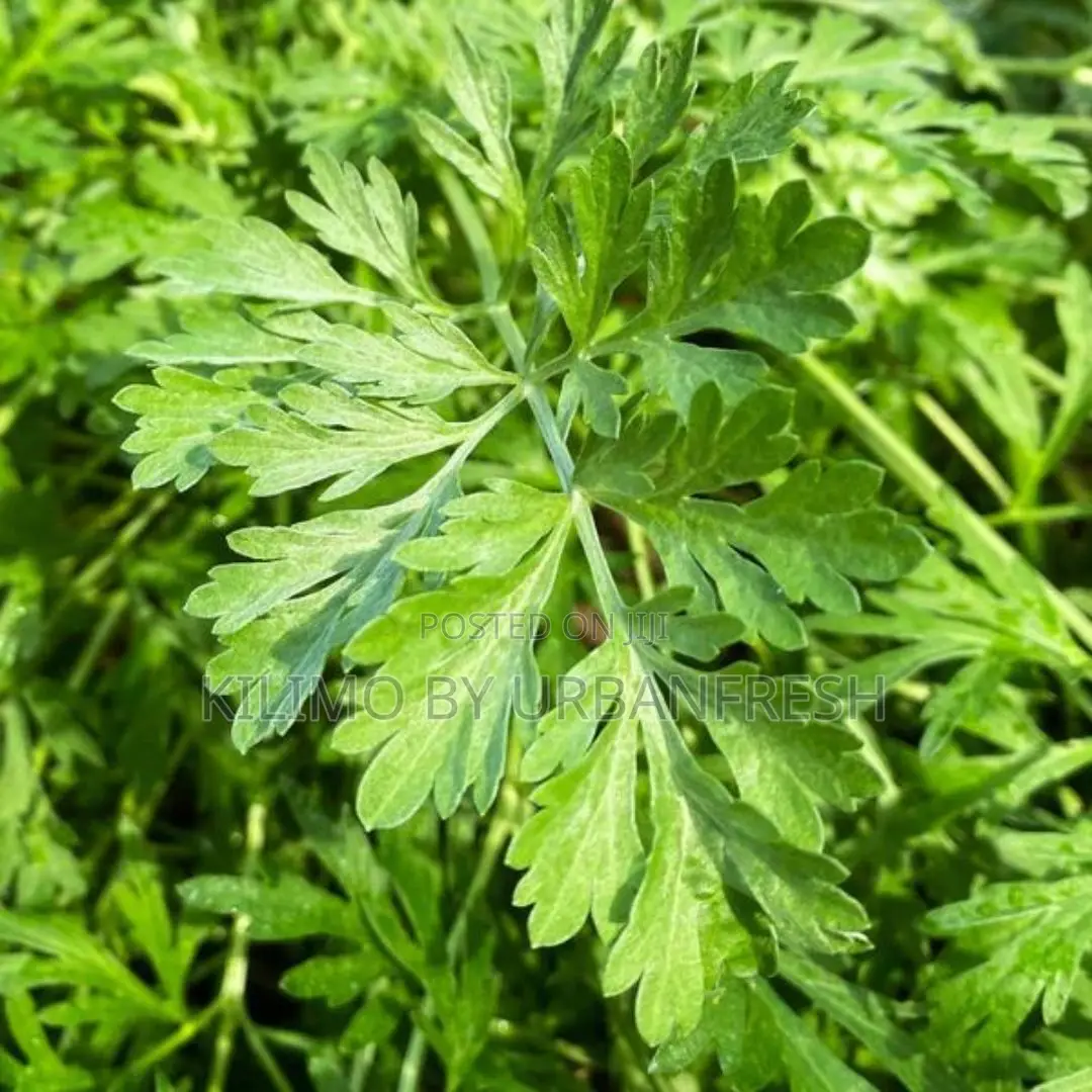Mugwort Powder 1 Kg