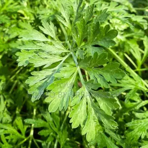 Mugwort Powder 1 Kg