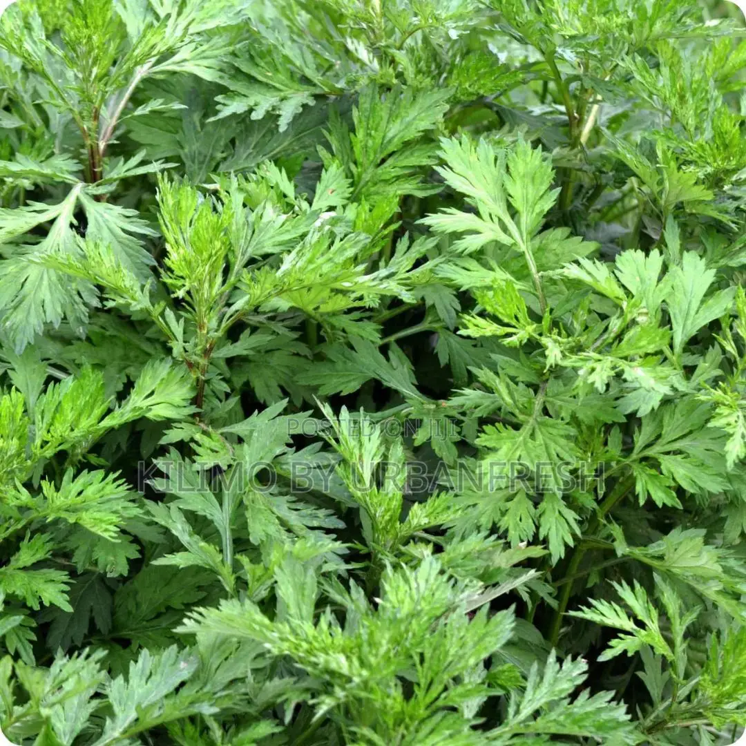 Mugwort Powder 500g
