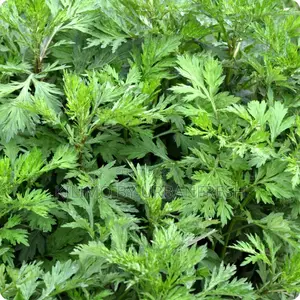 Mugwort Powder 500g