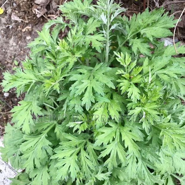 Mugwort Powder 250g - thumbnail 3