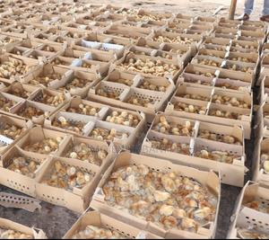 Isa Brown Commercial Layers Chicks Moq 100 - thumbnail 2