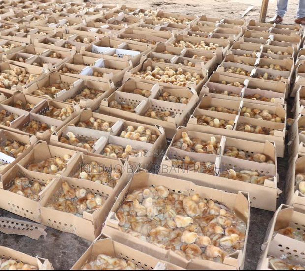 Isa Brown Commercial Layers Chicks Moq 100 - main view