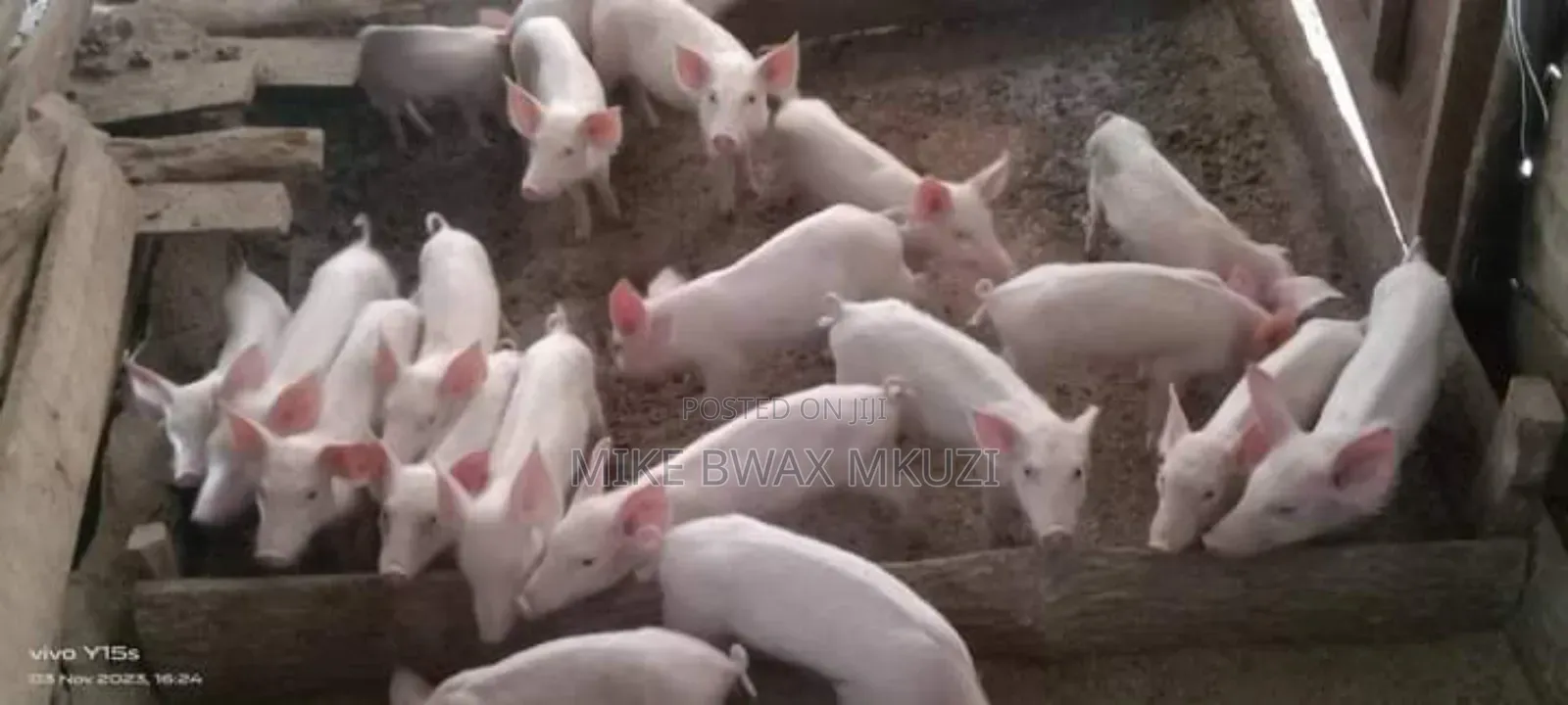 Pigs | Piglets | Pork