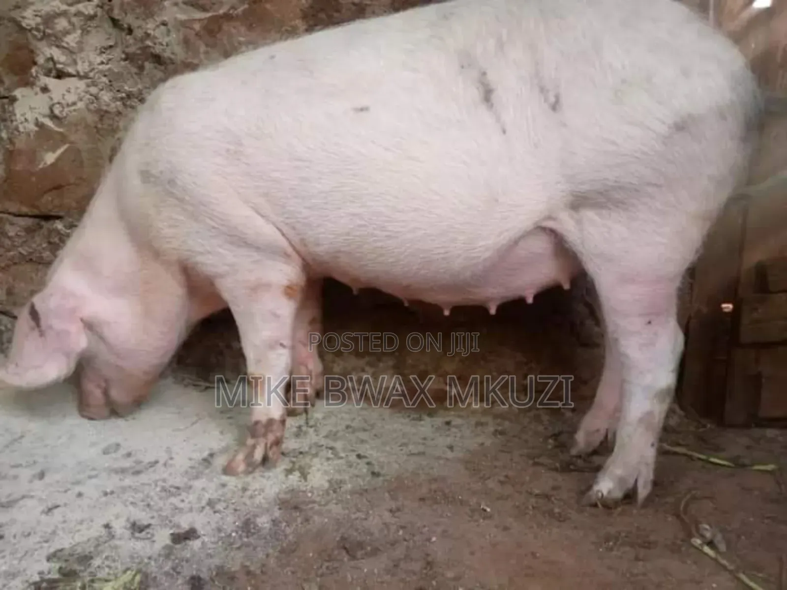 Pigs | Piglets | Pork