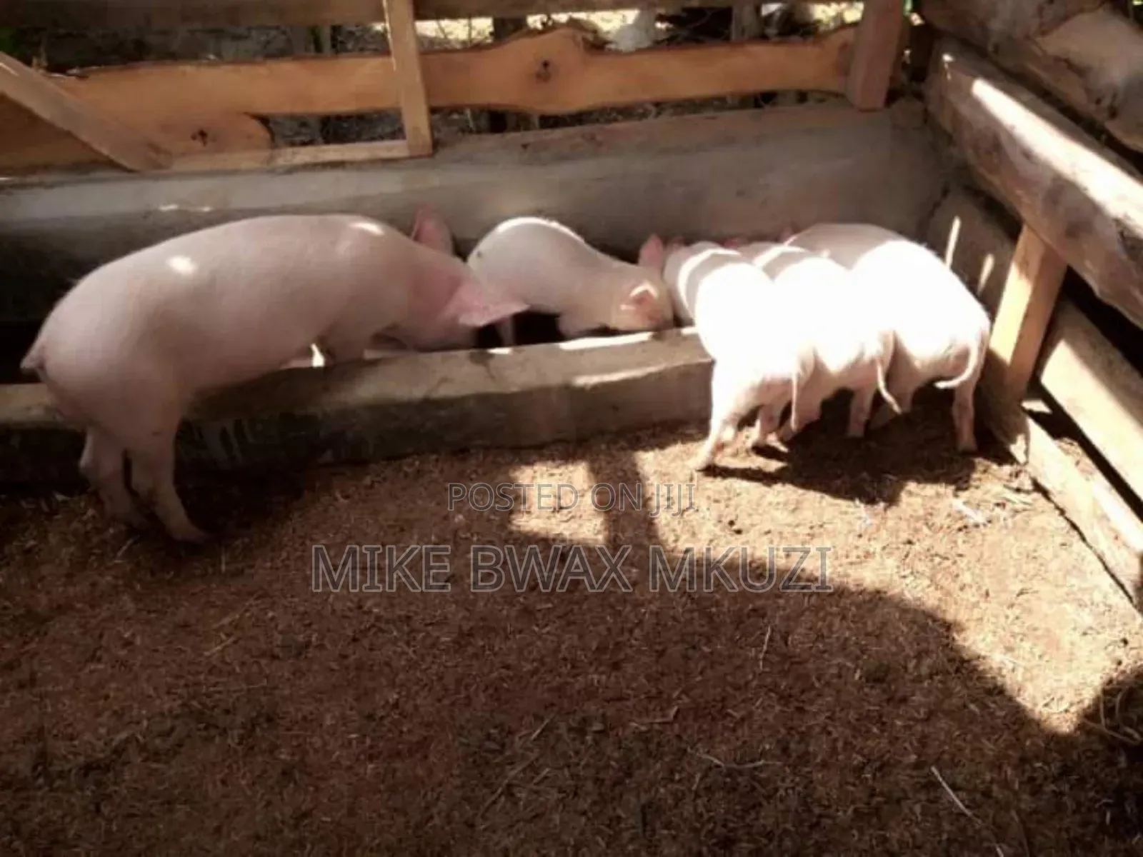 Pigs | Piglets | Pork