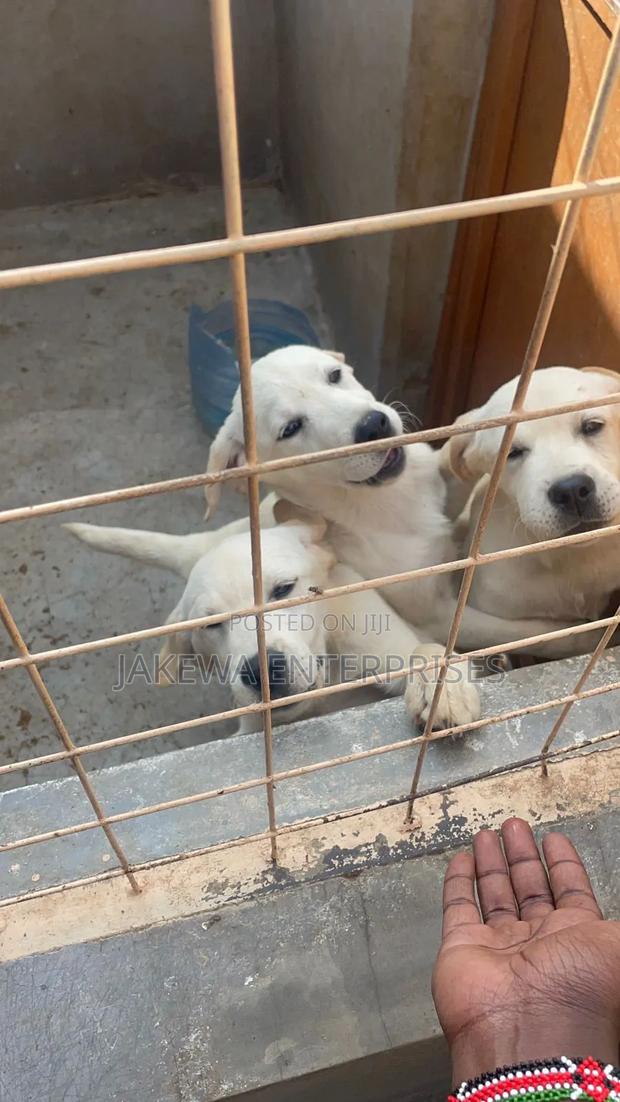 3-6 months Male Purebred Golden Retriever