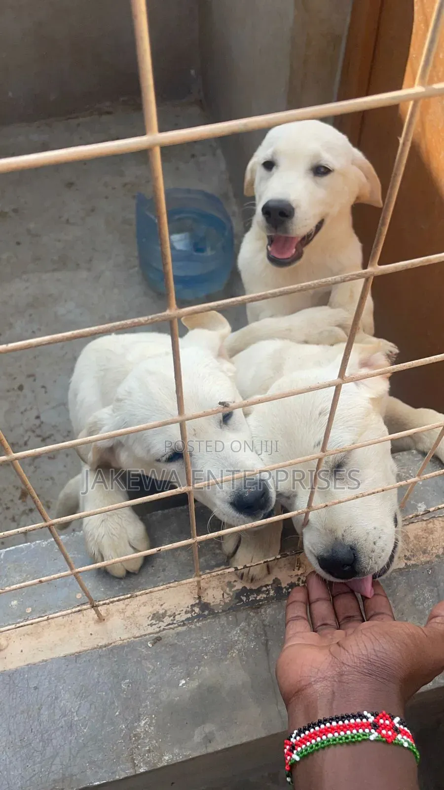 3-6 months Female Purebred Golden Retriever