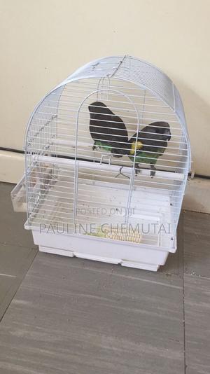 Meyeri Birds - thumbnail 2