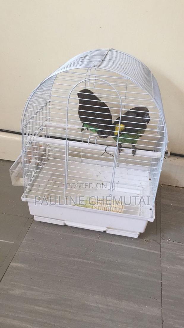 Meyeri Birds - main view