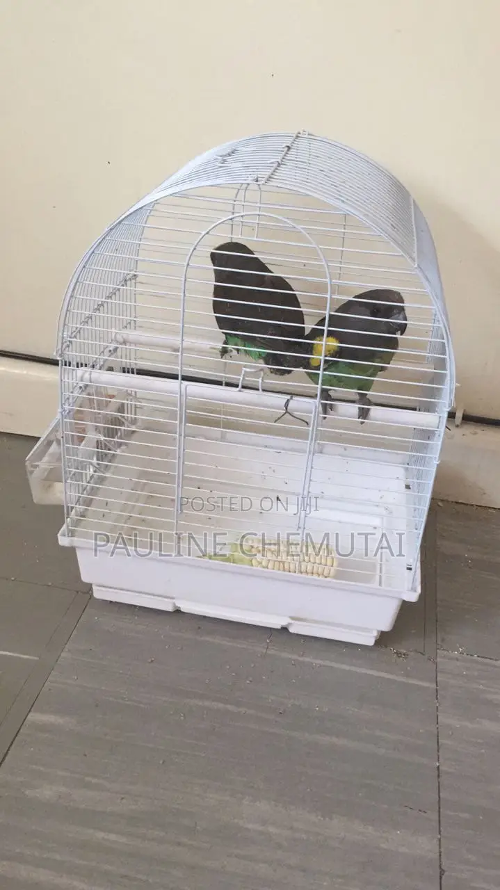 Meyeri Birds