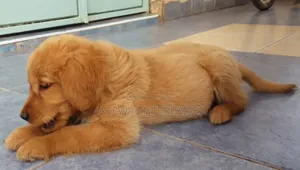 1-3 months Male Purebred Golden Retriever