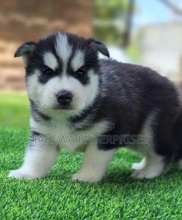 1-3 months Male Purebred Siberian Husky - main view