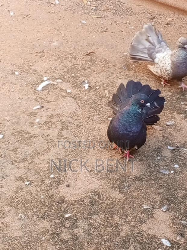 Pigeon Good Quality and Healthy - main view