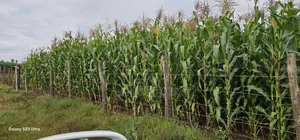 Prime 1⁄2 Acre Plot for Sale Kimumu Marura Eldoret 50 Metres