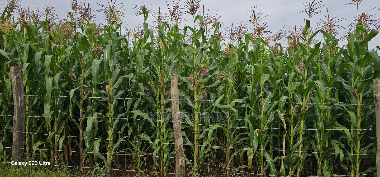 Prime 1⁄2 Acre Plot for Sale Kimumu Marura Eldoret 50 Metres