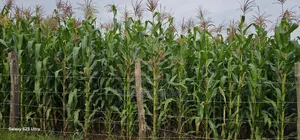 Prime 1⁄2 Acre Plot for Sale Kimumu Marura Eldoret 50 Metres