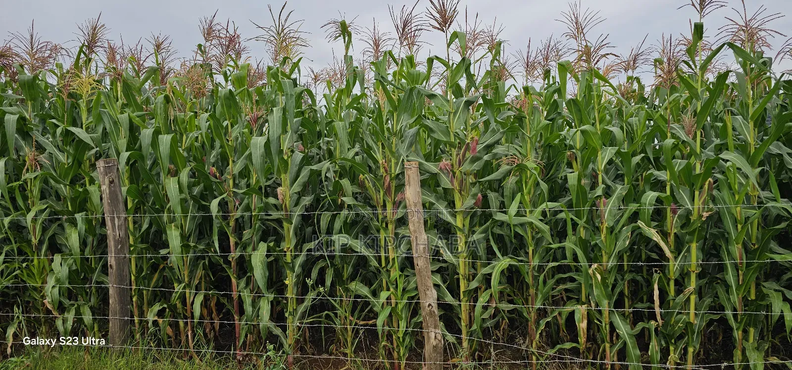 Prime 1⁄2 Acre Plot for Sale Kimumu Marura Eldoret 50 Metres