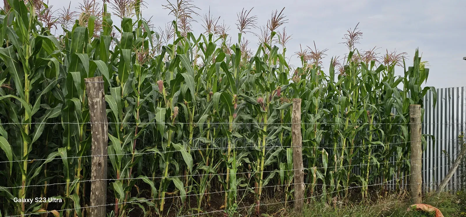 Prime 1⁄2 Acre Plot for Sale Kimumu Marura Eldoret 50 Metres