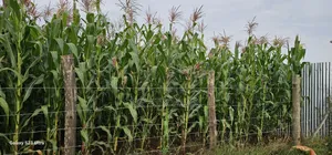 Prime 1⁄2 Acre Plot for Sale Kimumu Marura Eldoret 50 Metres