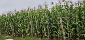 Prime 1⁄2 Acre Plot for Sale Kimumu Marura Eldoret 50 Metres