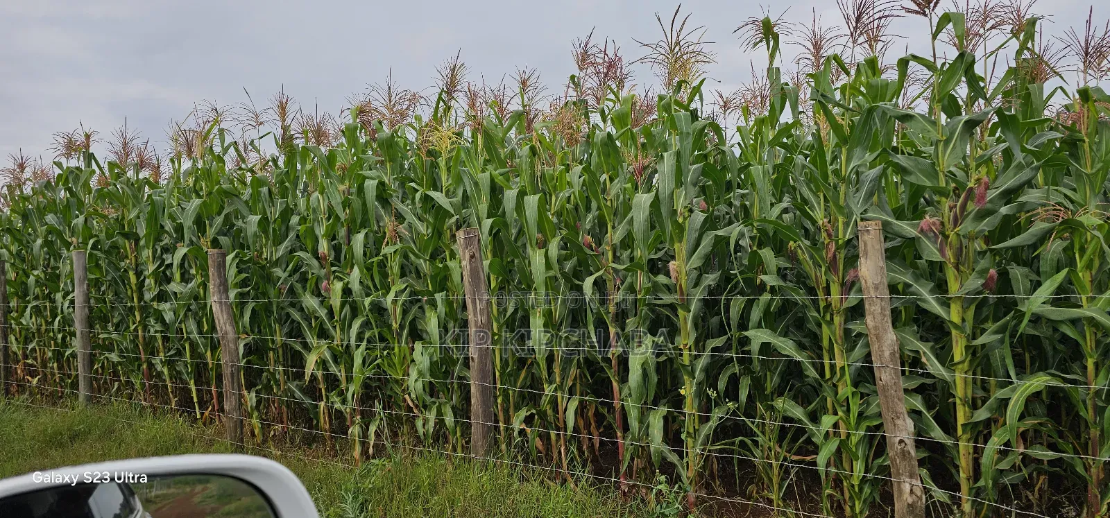 Prime 1⁄2 Acre Plot for Sale Kimumu Marura Eldoret 50 Metres