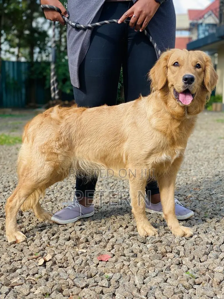 1-3 months Female Purebred Golden Retriever